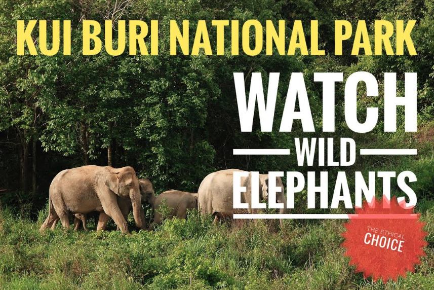 Kui Buri National Park Wild elephants
